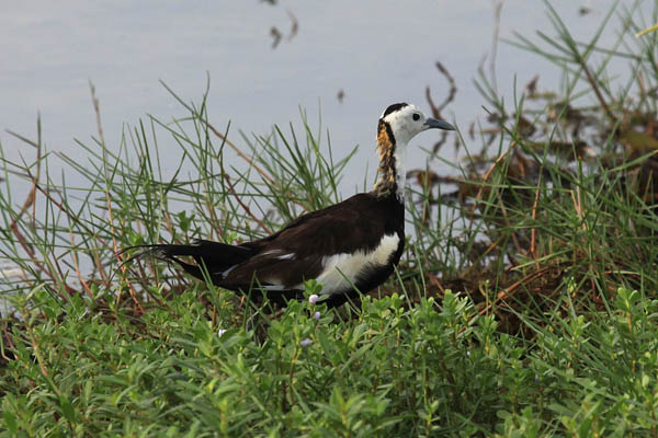 Paesant-tailed Jacana